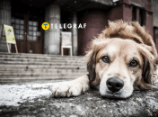 Бездомные собаки