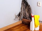 Черная плесень