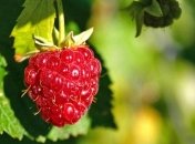 В Украине подешевеют ягоды