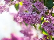 Завтрашний день в Украине будет теплым и солнечным