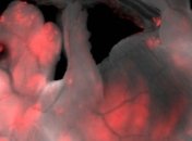 Эмбрион химеры: впервые создан гибрид свиньи и человека