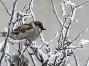 24 января - приметы и обряды на Федосеев день