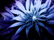 В 2 штатах США легализовали марихуану