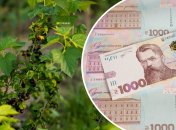 Продажа смородины