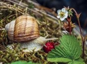 С 24 июня наши предки отправлялись на сбор земляники