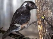 Исследователи описали древних птиц с огромным пальцем для ковыряния