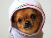 Женщина получила компенсацию за унесенного орлом чихуахуа