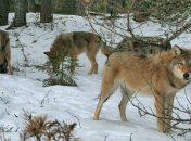 Собаки замовкають, люди в паніці: чому вовки масово атакують худобу в різних куточках України