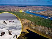 Де гніздиться чорний лелека