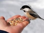 В Киевском зоопарке научат мастерить кормушки для птиц