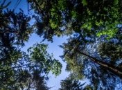 Вблизи Яремче спасатели ищут 68-летнего мужчину