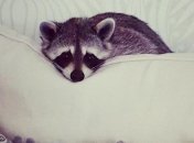 Милая енотиха, которая думает, что она собака (Фото)