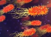 Ученые узнали, как бактерии доставляют токсины, заряжающие организм человека