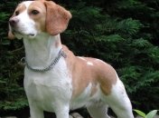 Генетики создали мускулистых собак-"суперменов"