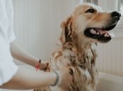 Для тих, хто тримає собак, радять мити та дезинфікувати їм лапи