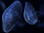 Балаклавскую бухту заполнили медузы