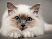 Сколько жизней у кошки?