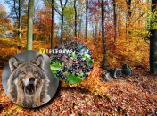 Бирючина звичайна часто зустрічається в Україні