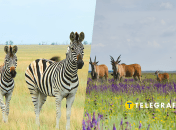 "Аскания-Нова" в Херсонской области