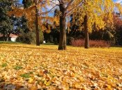 Опавшие листья из орехового дерева - ценное удобрение