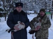 Пограничники спасли двух аистов и поместили в Черкасский зоопарк