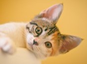 Это одна из самых популярных любовных примет