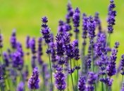 Запах лимона, манго и лаванды оказывает успокаивающее действие