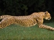 В Уганде леопард съел ребенка