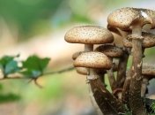 Как избежать отравления грибами: Минздрав напомнил правило "одних суток"