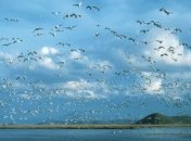 Ученые: Человек оказывает вредное влияние на мигрирующих птиц 