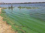 В Украине массово цветут реки: в чем причины и почему это опасно 