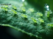 Тля — это один из самых опасных вредителей