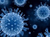 Открыт новый вирус-гигант