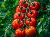 Помидоры нуждаются в правильном уходе (изображение создано с помощью ИИ)