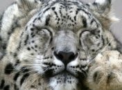 Экспедиция для исследования снежных барсов на Алтае набирает добровольцев