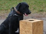 Появилось фото самого талантливого четырехлапого правоохранителя Львовщины