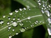 Прогноз погоды на 14 июня: на северо-западе Украины пройдут дожди