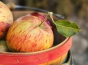 Яблука – корисний фрукт, але не для всіх