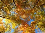 Бабье лето в Украине продлится до 15 октября