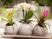 Комнатные растения, которые нужны вам прямо сейчас (Фото)