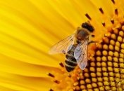 Ученые предполагают, что животные могут обманывать (Видео)