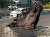 В стиле "Крестного отца": в Киеве побили машину и положили на нее отрезанную голову (фото)