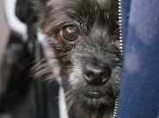 Зробили розклад Таро для кожного знаку Зодіаку на тиждень із 30 жовтня по 5 листопада.