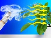 Запах сигарет может надолго оставаться на стенах