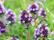 До +18° и мокрый снег: синоптики дали прогноз погоды на ближайшие дни