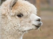 Крайне важная работа: в Бельгии ищут людей, которые будут гулять на пляжах с альпаками