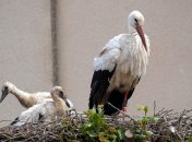 Лелеки у гнізді. Фото ілюстративне