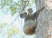 Коала Боуи с разноцветными глазами покорила сеть (Видео)