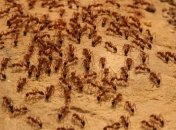 Ученые: В каждом доме живет более 100 видов "соседей человека"