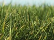 Трава эволюционирует быстрее деревьев 